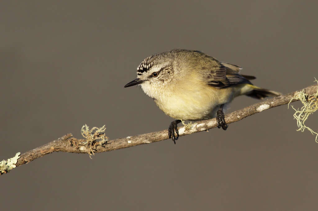 Imagem de Acanthizidae