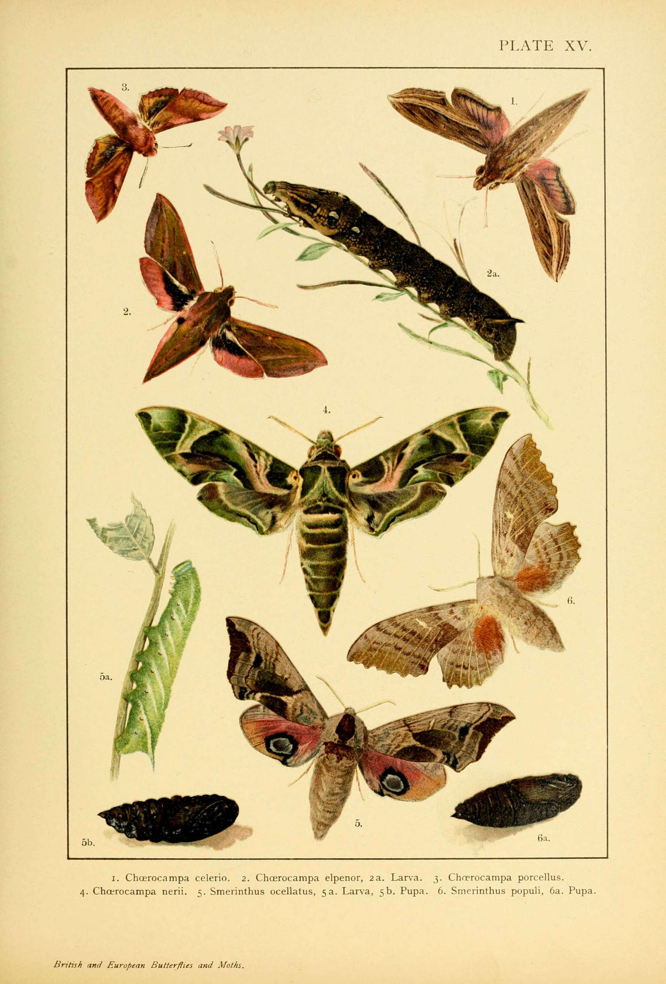 Image of Vine Hawk-Moth