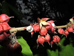 Image of Casearia commersoniana Cambess.