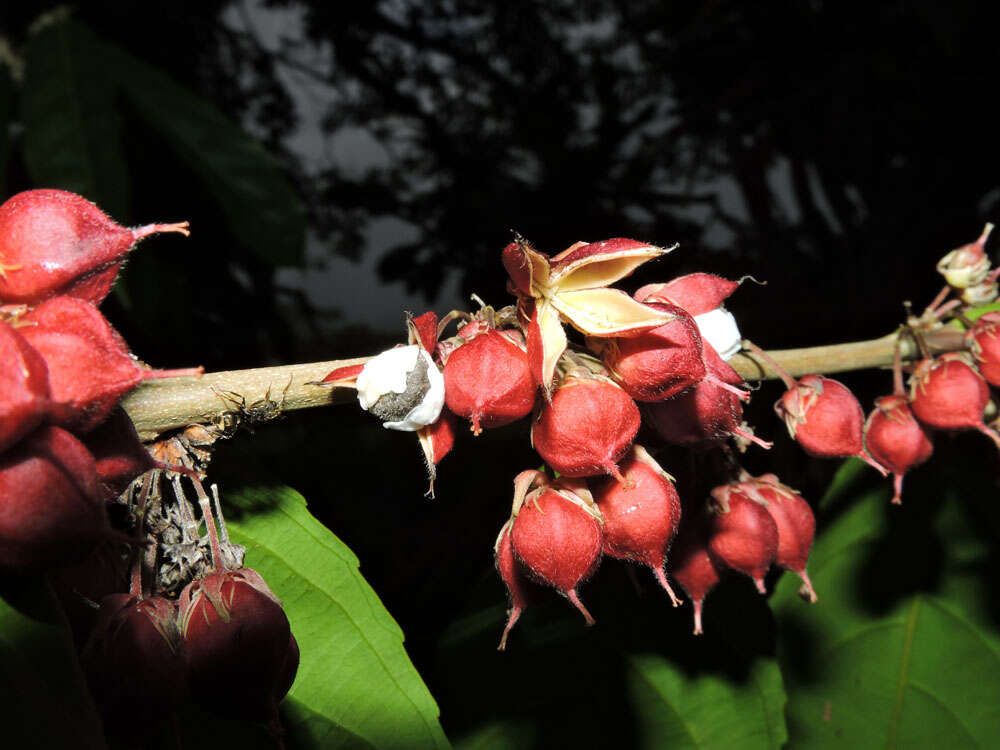 Image of Casearia commersoniana Cambess.