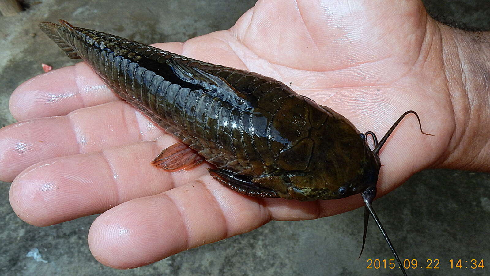 Image of callichthyid armored catfishes