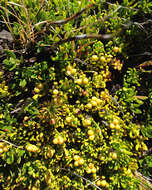 Image of Stackhousia pulvinaris F. Müll.