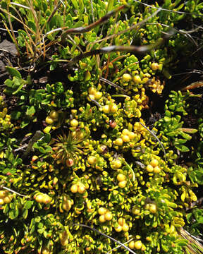 Image of Stackhousia pulvinaris F. Müll.