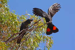 Image of Calyptorhynchus Desmarest 1826