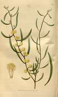 Plancia ëd Acacia verniciflua A. Cunn.