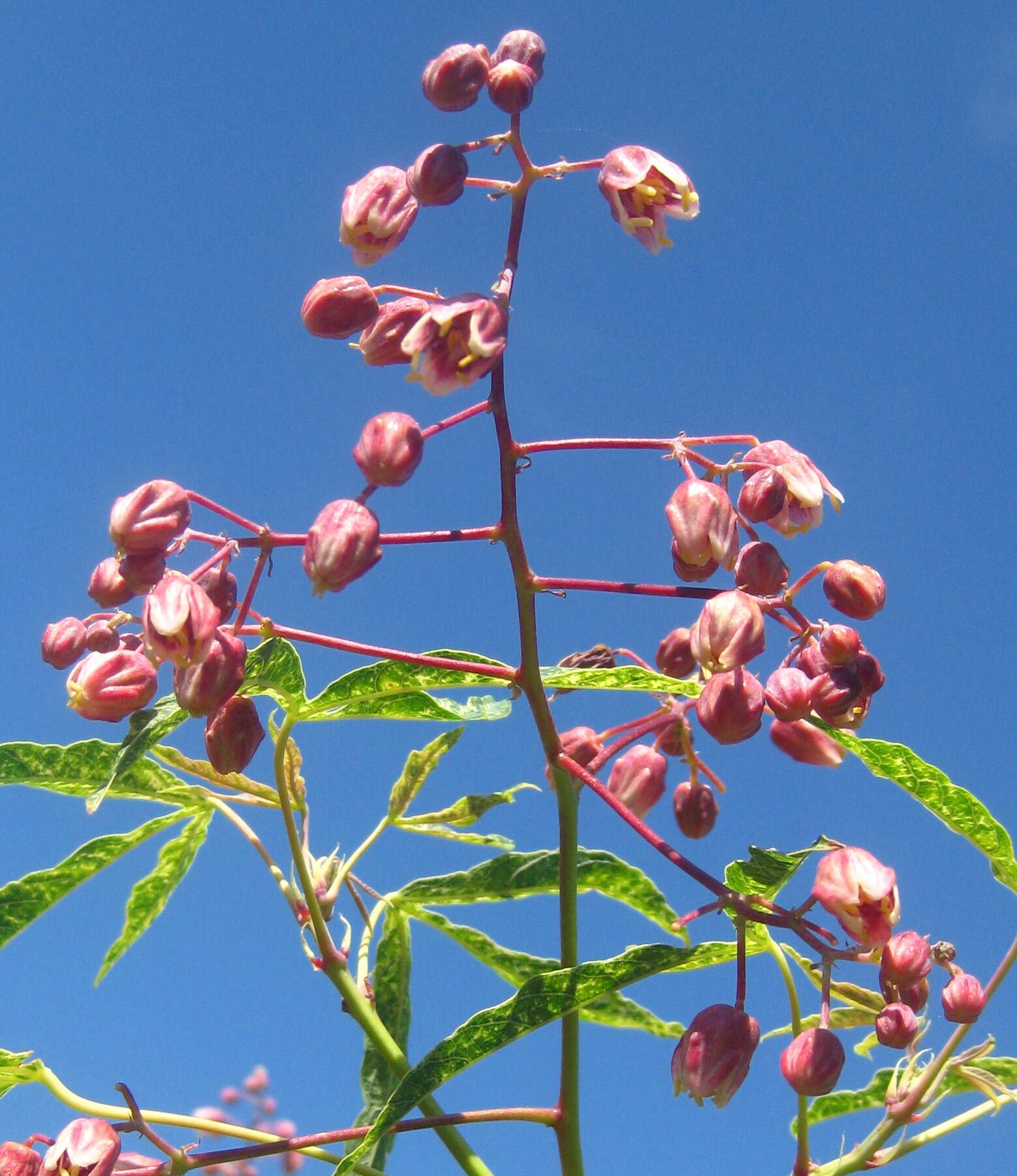 Image of cassava