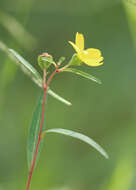 Image of primrose-willow