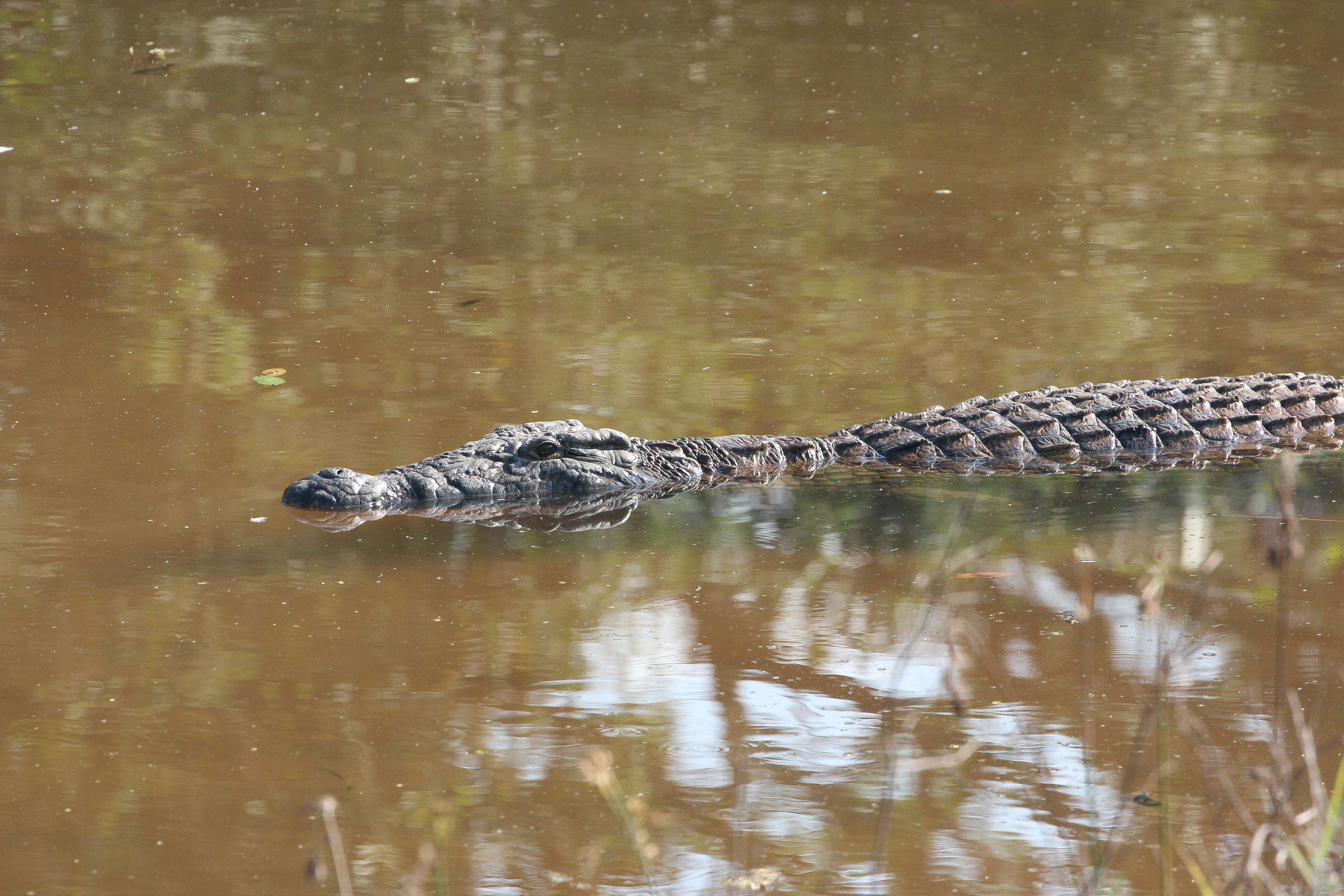 Image of crocodiles