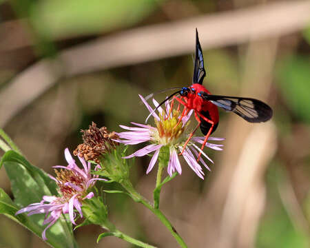 Image of Scarlet-Bodied Wasp Moth