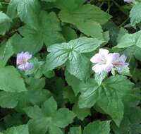 Image of Knotted Crane's-bill