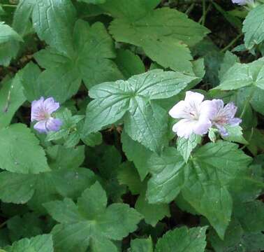 Imagem de Geranium nodosum L.