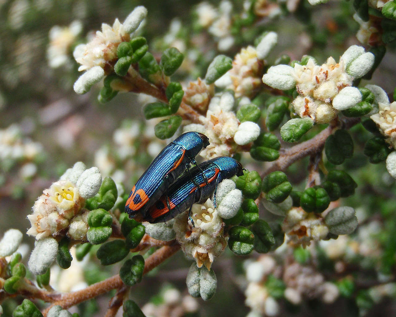 Castiarina ocelligera (Gory 1841) resmi