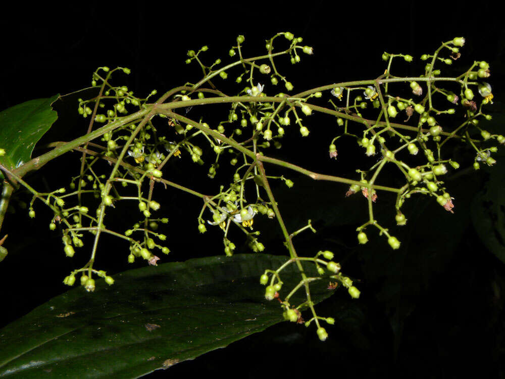 Image of Conostegia dissitiflora (Almeda) Kriebel