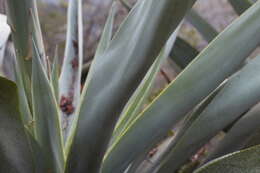 Agave cundinamarcensis A. Berger resmi