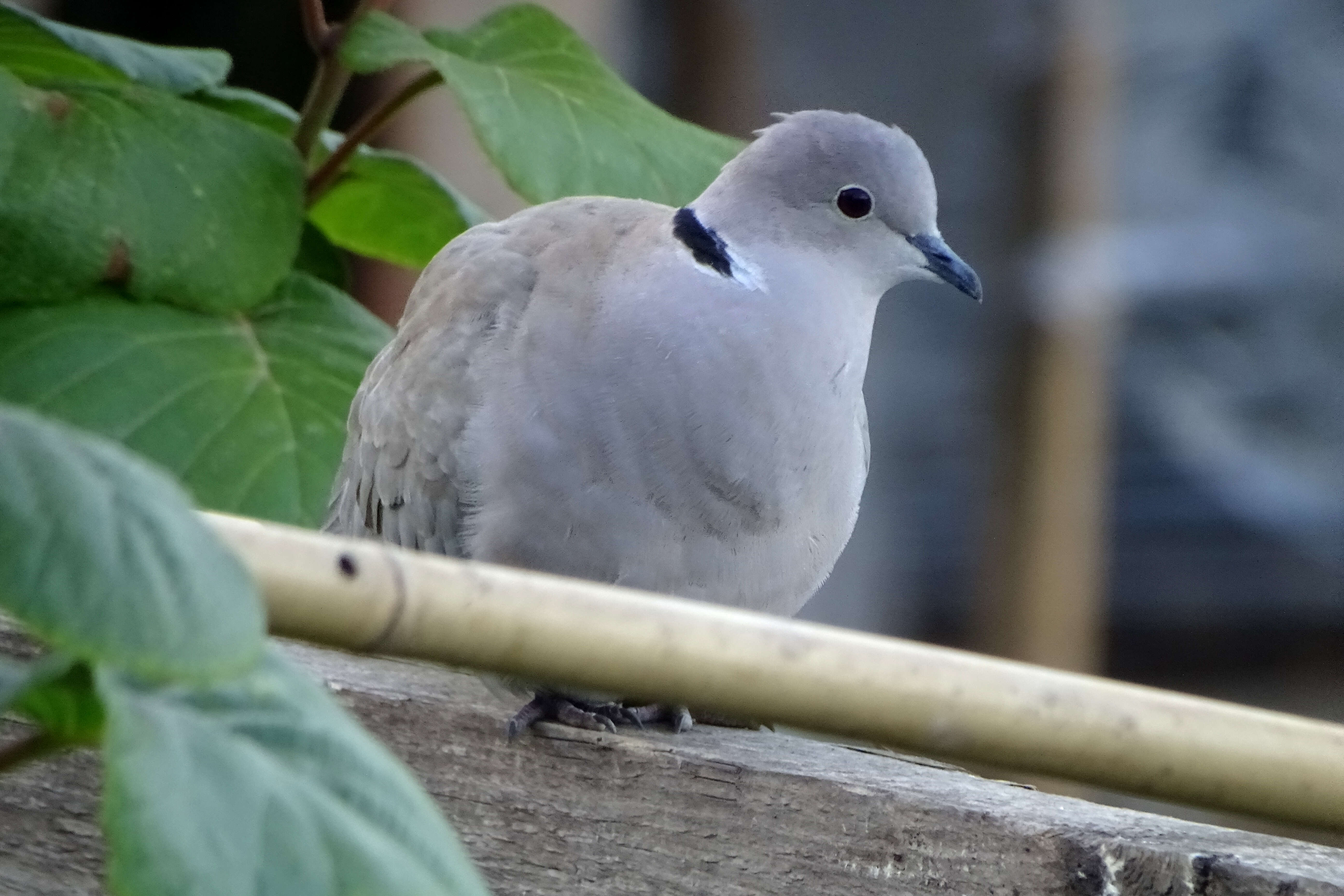 Image of Streptopelia decaocto decaocto (Frivaldszky 1838)