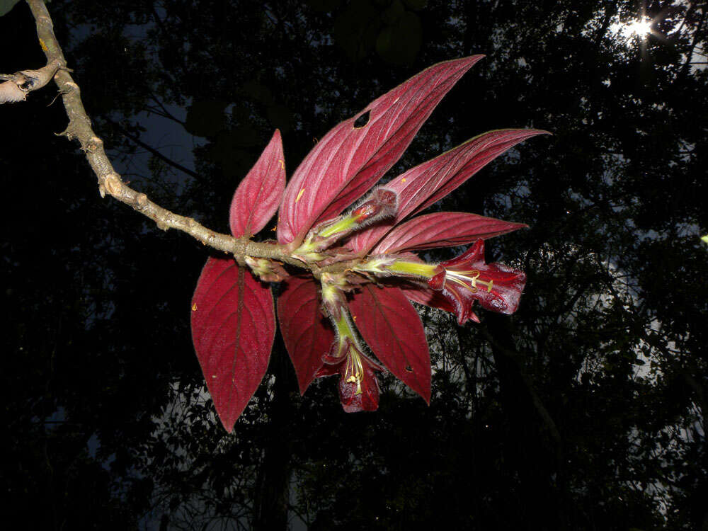 Imagem de Columnea raymondii C. V. Morton