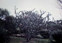 Image of Eucalyptus rhodantha Blakely & Steedm.