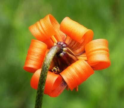 Lilium albanicum Griseb.的圖片