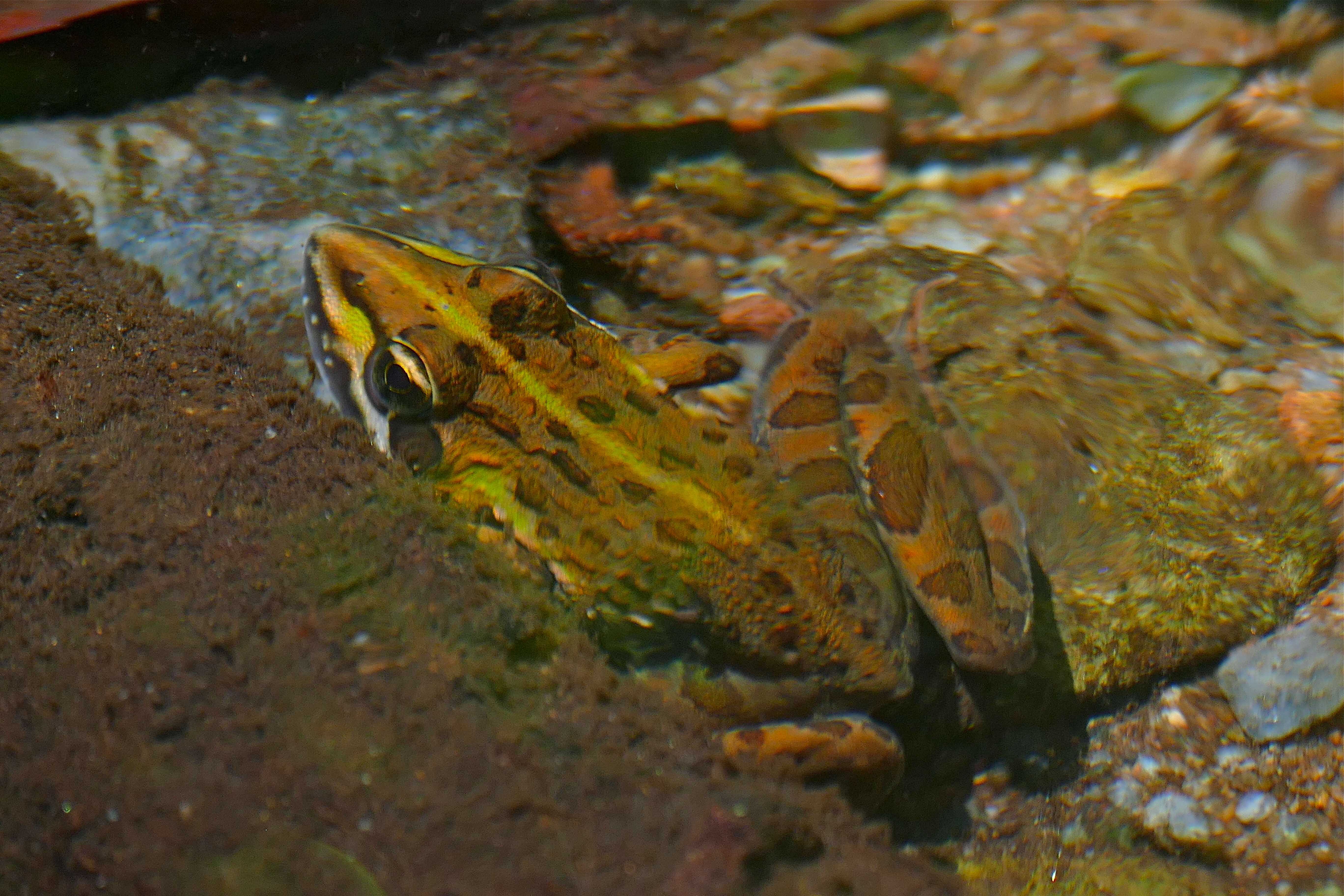 Image de Pyxicephalidae Bonaparte 1850