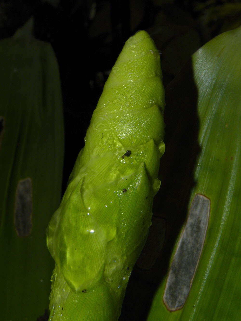 صورة Werauhia gladioliflora (H. Wendl.) J. R. Grant