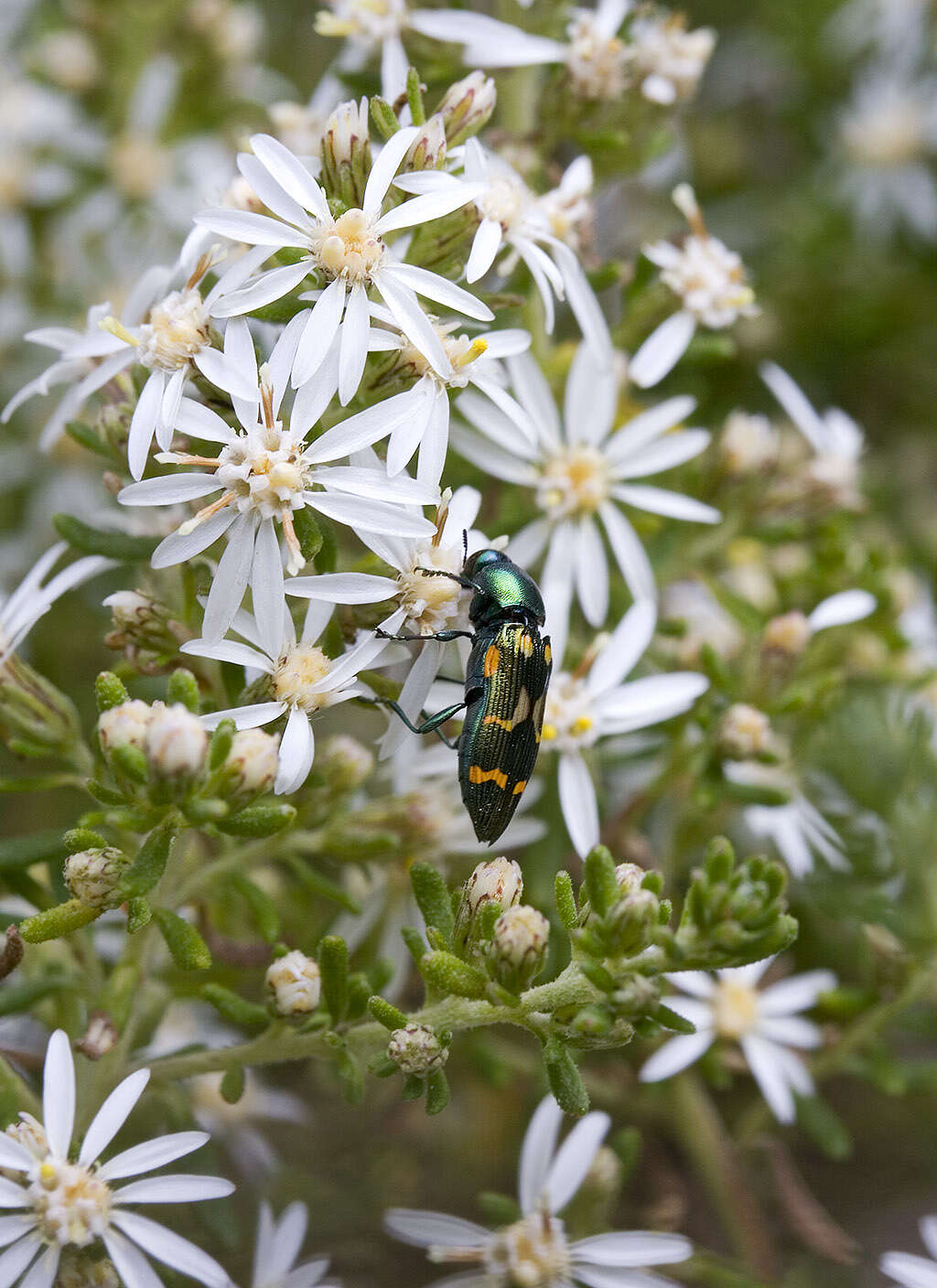 Sivun Castiarina flavopicta (Boisduval 1835) kuva