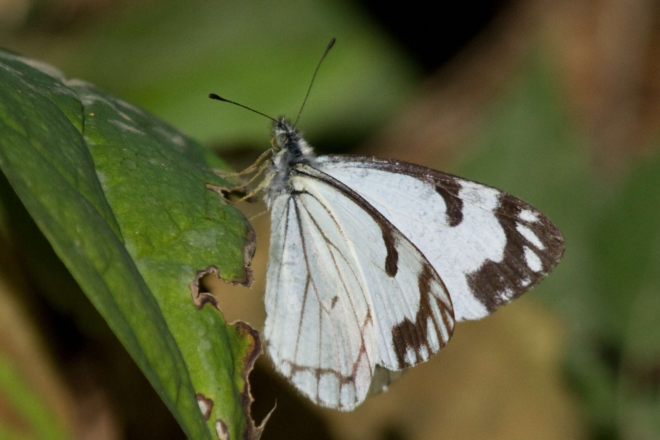 Image of Pine Whites