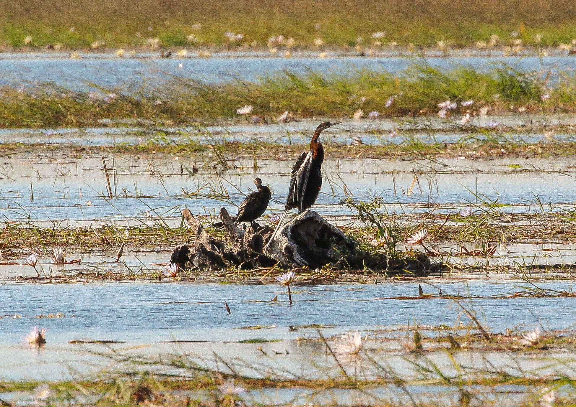 Image de Anhinga d'Afrique