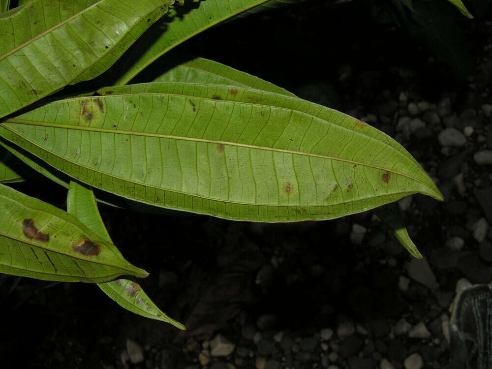 Image of Miconia longifolia (Aubl.) DC.