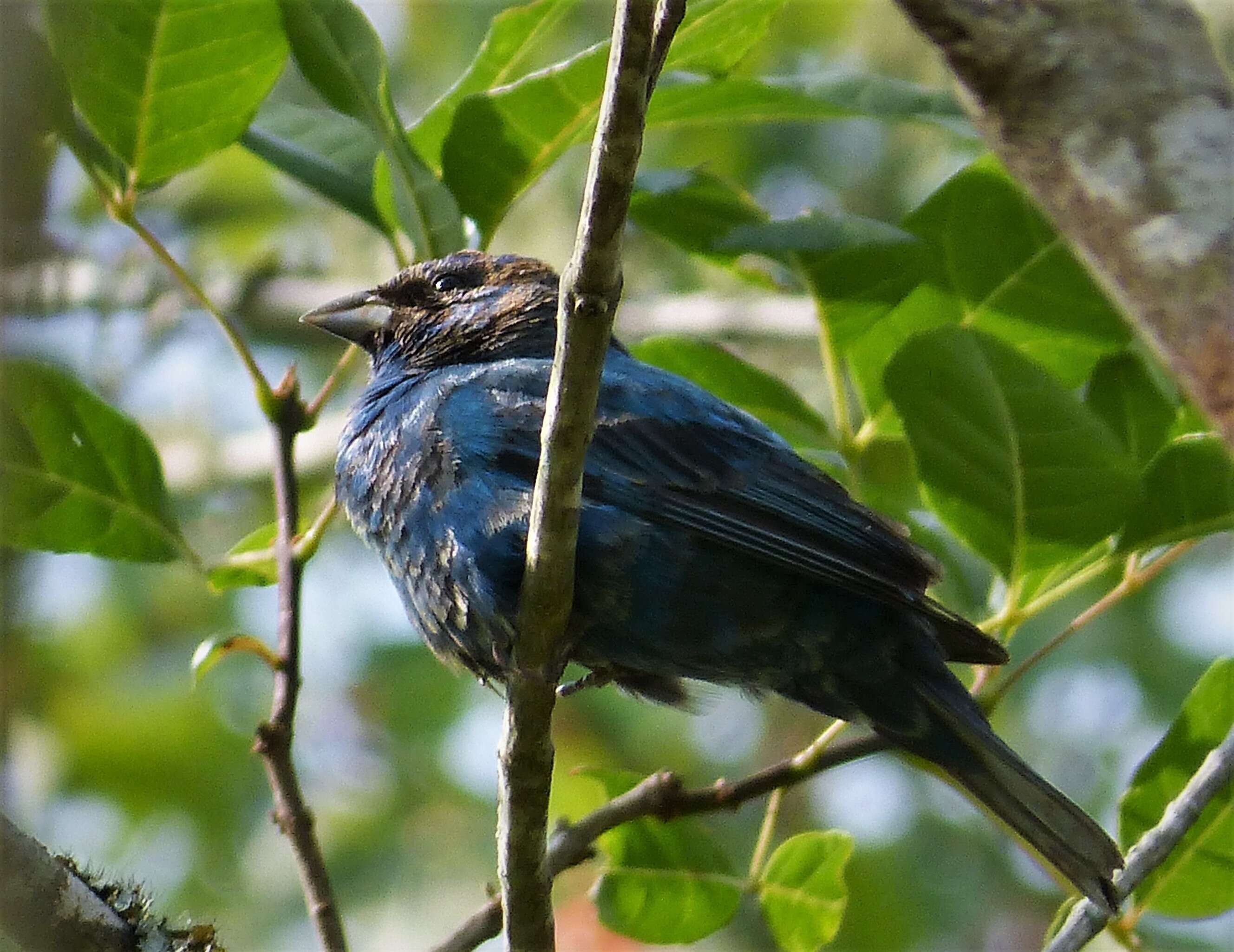 Image of Indigo Bunting