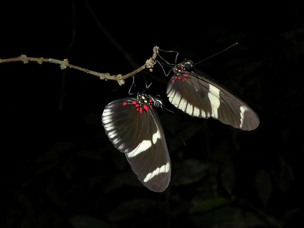 Image of Heliconius sara theudela Hewitson 1874