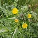 Plancia ëd Sonchus asper (L.) Hill