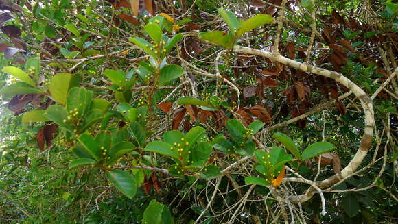 Image of Hiraea bullata W. R. Anderson