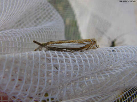 Image de Crambus pascuella Linnaeus 1758