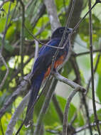 Image of Trogon Brisson 1760