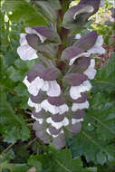 Image of acanthus