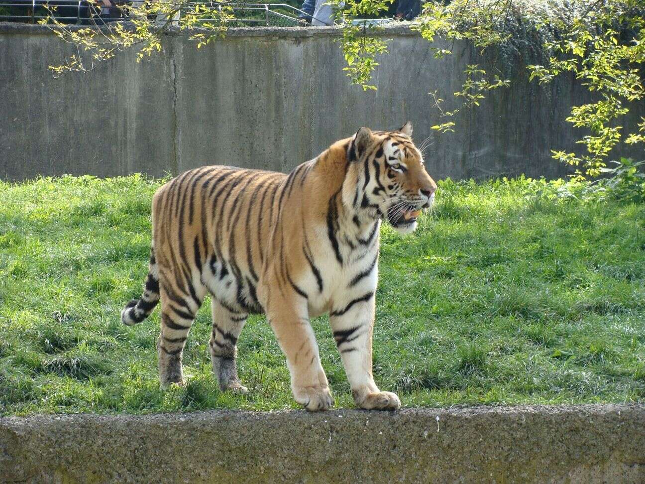 Image of Amur Tiger