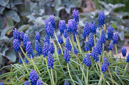 Image of Grape hyacinth