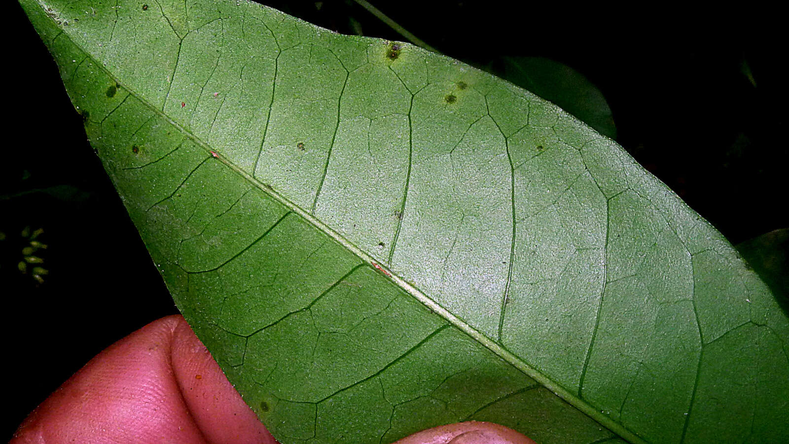 Image of Nyctagynaceae