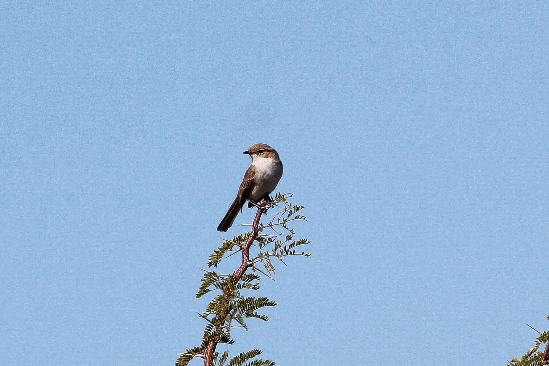 Plancia ëd Melaenornis mariquensis (Smith & A 1847)