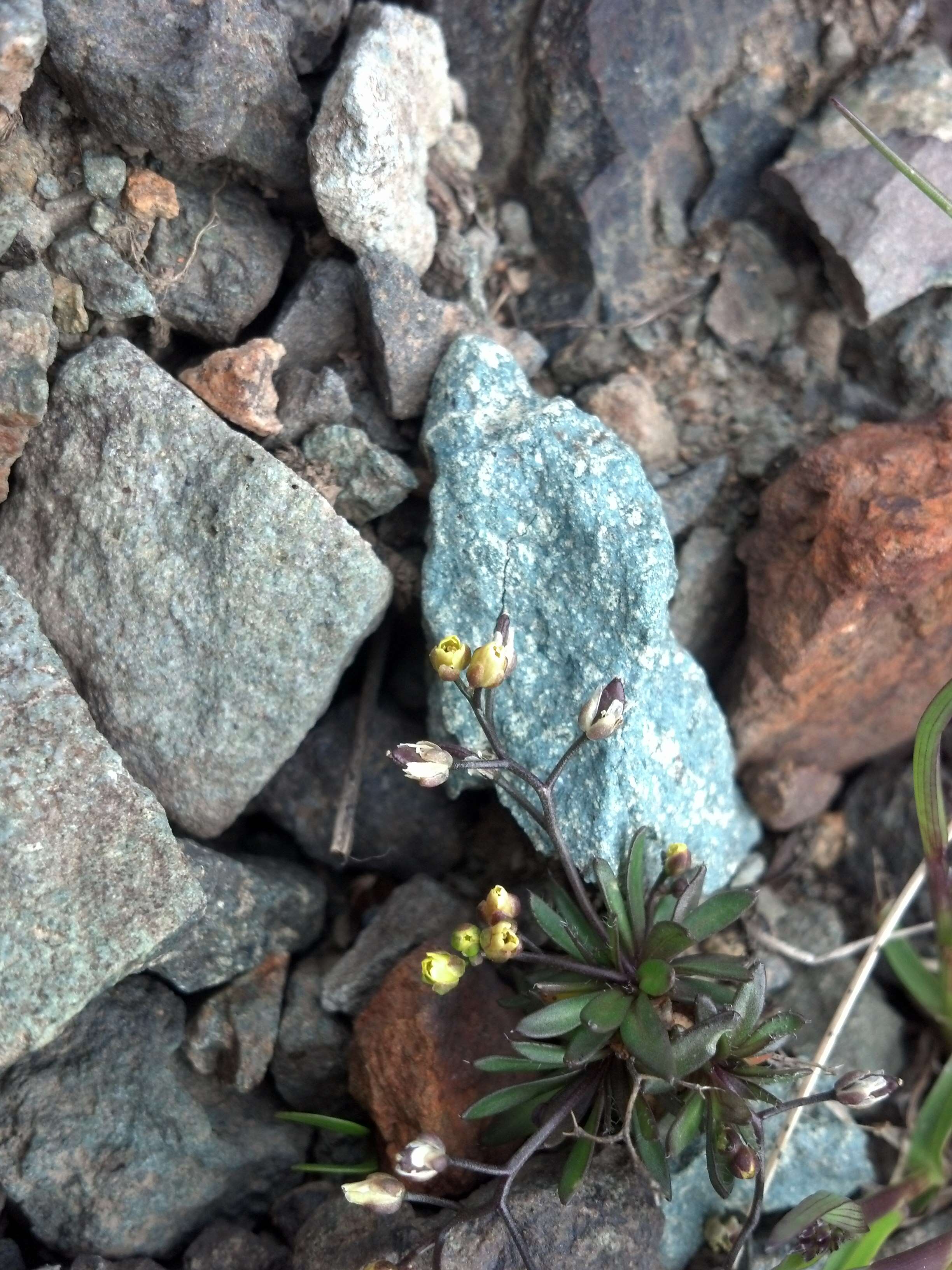 Image of snowbed draba