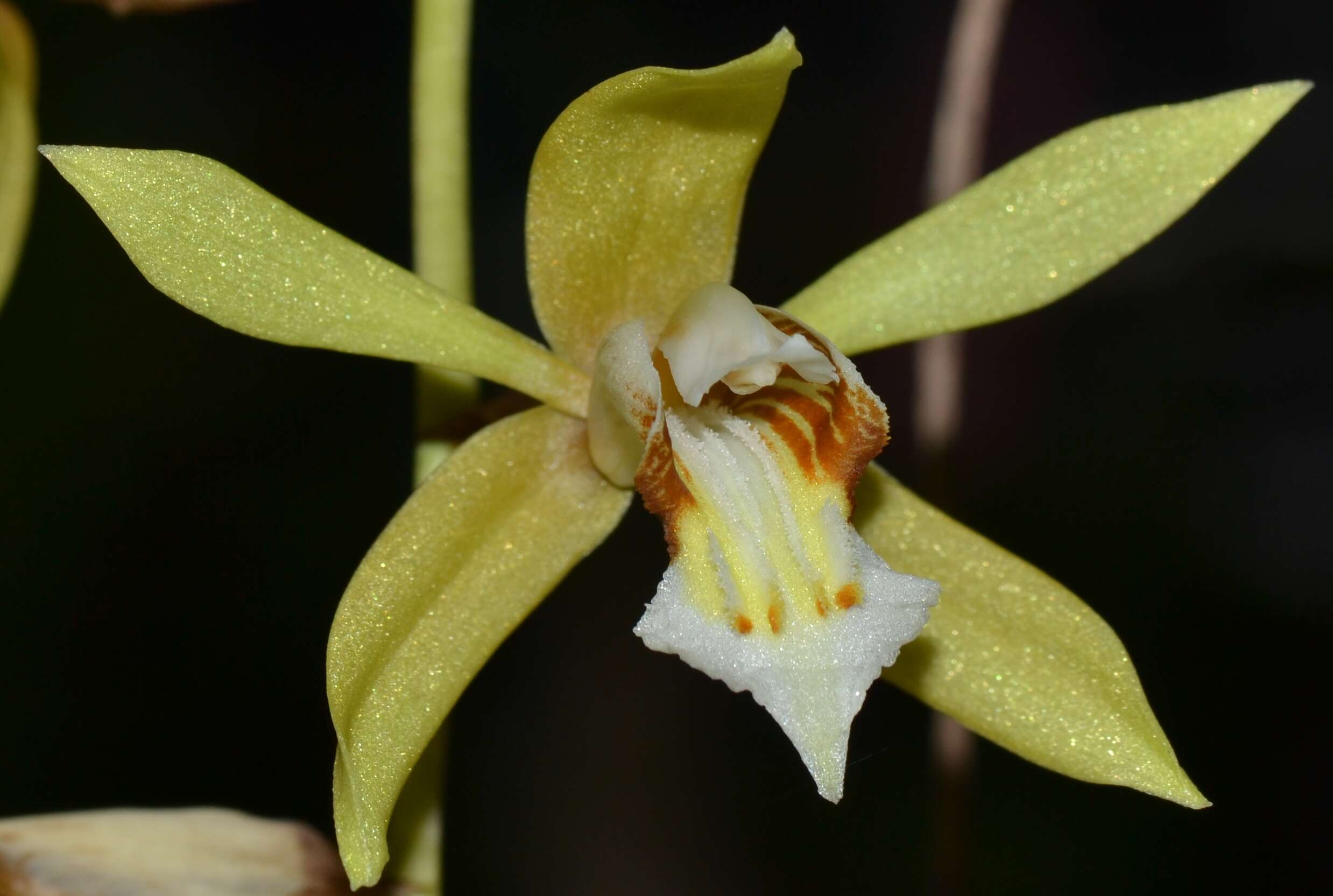 Image of Coelogyne rochussenii de Vriese