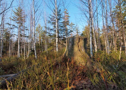 Imagem de Betula pubescens var. pubescens