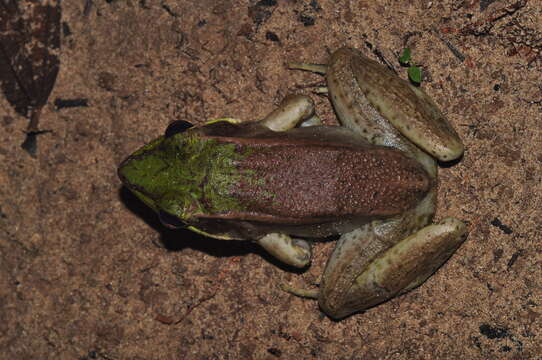 صورة Lithobates vaillanti (Brocchi 1877)