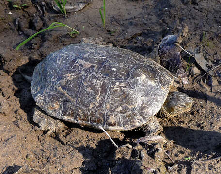 Image of Spanish pond turtle