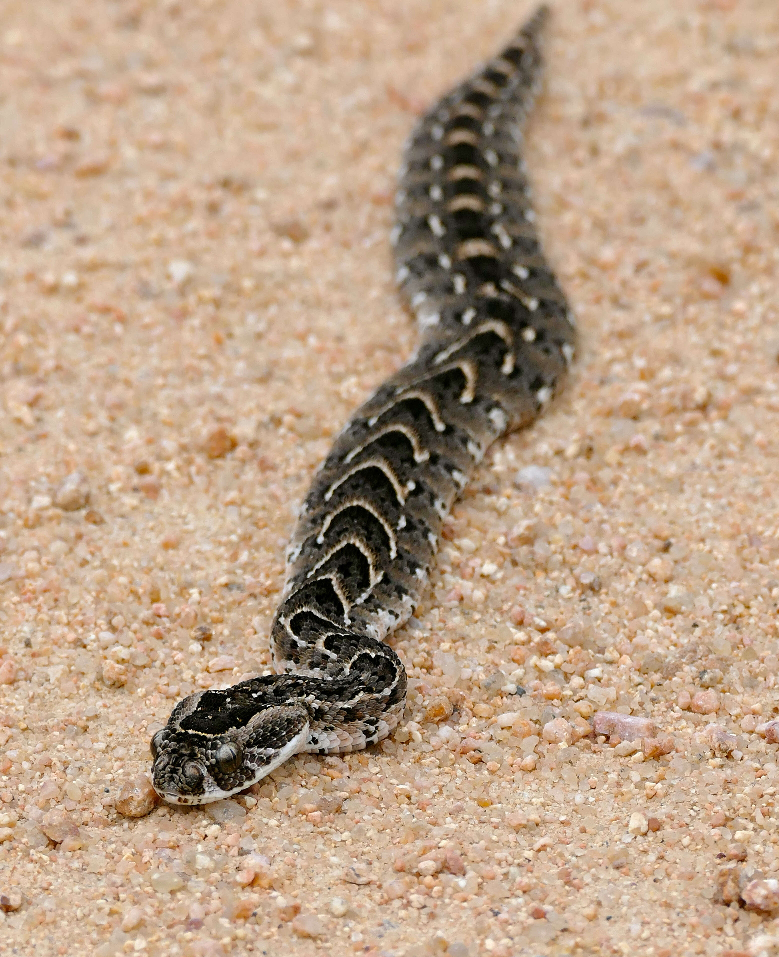 Image of Bitis Gray 1842