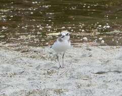 Image of Greater Sand Plover