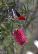 Image of Scarlet Honeyeater