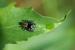 Image of Jumping Spiders