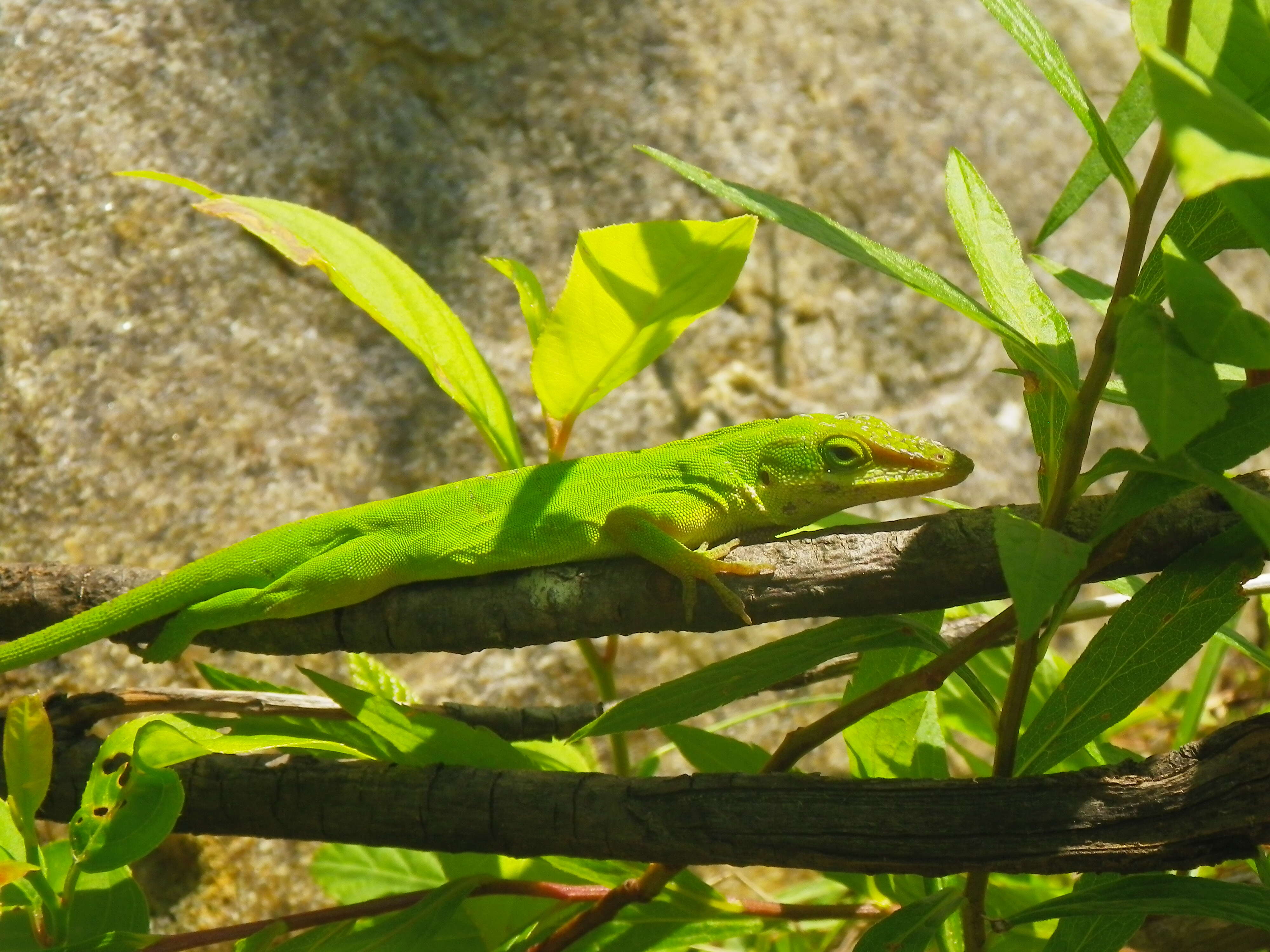 Image of Dactyloidae