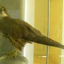 Image of Eleonora's Falcon